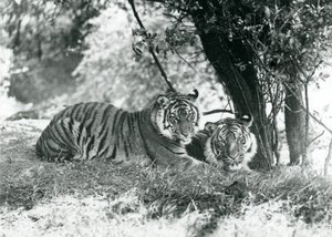 Twee Tijgers rusten onder een kleine boom in hun nieuwe verblijf in Whipsnade, mei 1934